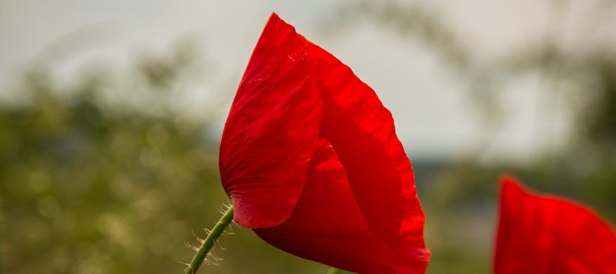 Mohnblüte
