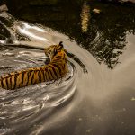 Tiger nimmt ein Bad